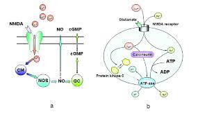 The effects of NMDA